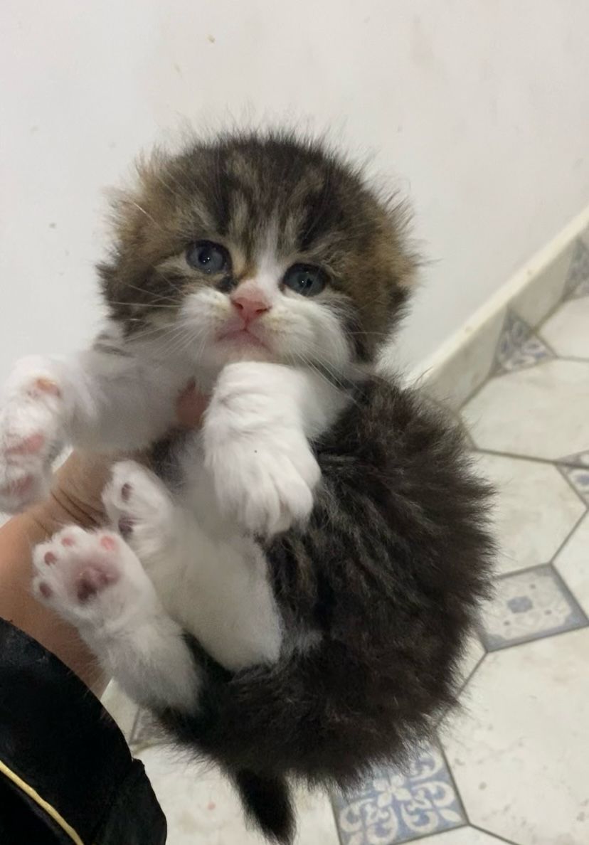 WhatsApp Image 2025-03-19 at 21.40.24 (2)