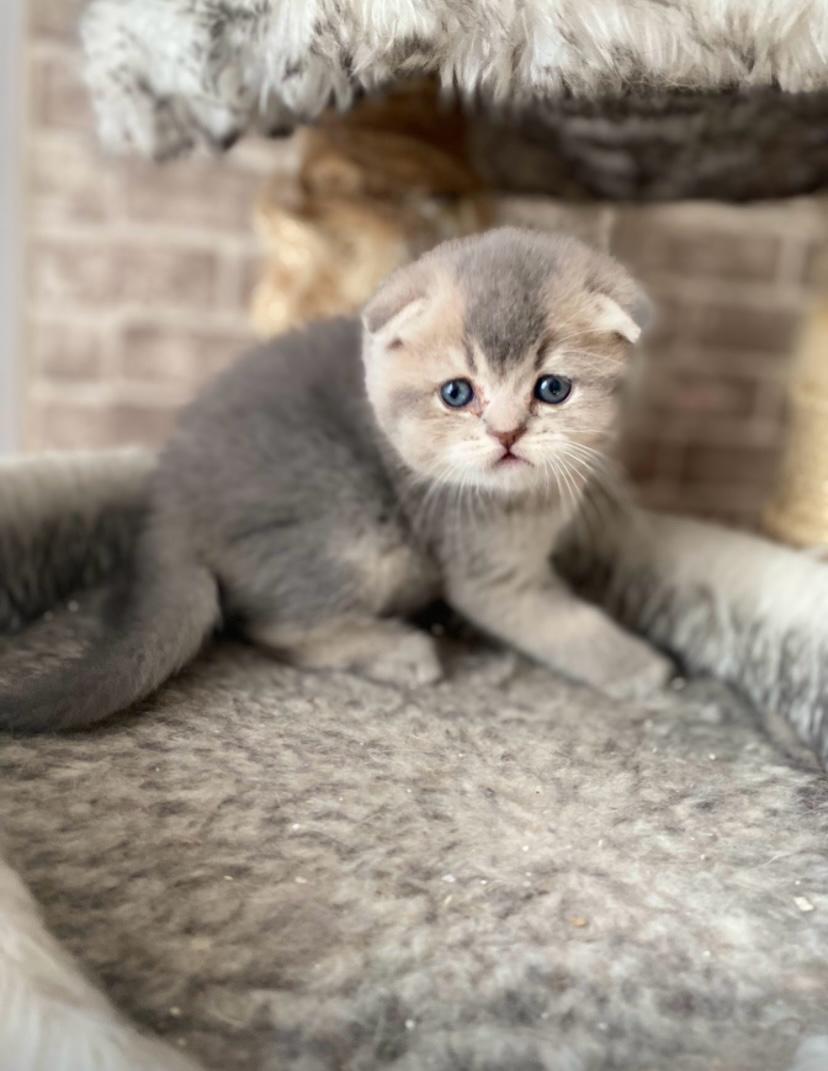 WhatsApp Image 2025-03-19 at 21.47.35